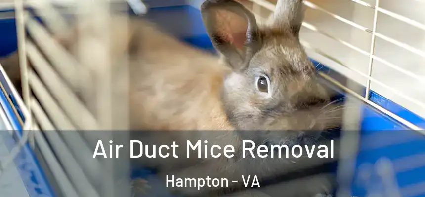 Air Duct Mice Removal Hampton - VA